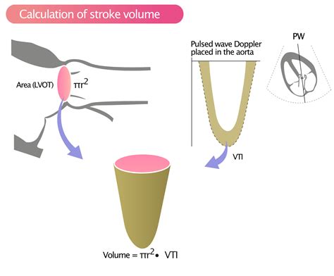 left ventricular function measurements